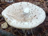 Apagador - Macrolepiota procera. 