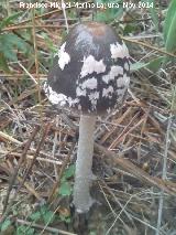 Coprino blanquinegro - Coprinus picaceus. El Vaquerizo - Castellar