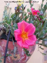 Verdolaga - Portulaca sp.. Flor