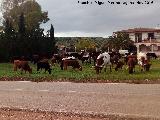 Caada Real de la Estrella. Con ganado