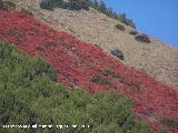 Zumaque - Rhus coriaria. Jabalcuz (Jan)