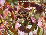 Zumaque - Rhus coriaria. Jabalcuz (Jan)