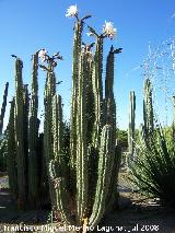 Cactus de San Pedro - Echinopsis pachanoi. Benalmdena