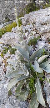 Gordolobo - Verbascum hervieri. La Veleta - Los Villares