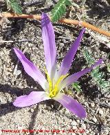 Azafrn serrano - Crocus serotinus. Giribaile - Vilches