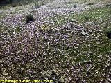 Azafrn serrano - Crocus serotinus. Campos de Azafrn. Maj de Piedras Bermejas - Baos de la Encina