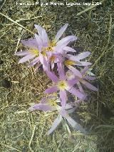 Azafrn serrano - Crocus serotinus. Olvera - beda