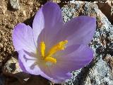 Azafrn serrano - Crocus serotinus. La Pedriza - Pegalajar