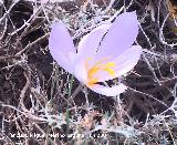 Azafrn serrano - Crocus serotinus. Los Villares