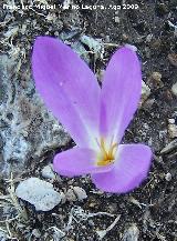 Azafrn serrano - Crocus serotinus. Puntal de la Misa (Santiago Pontones)