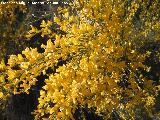 Aulaga - Ulex parviflorus. El Cerrajn - Los Villares