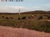 Era de las Torrecillas. Cabras pastando delante de la era