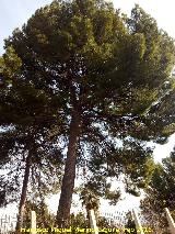 Pino carrasco - Pinus halepensis. Pino del Seminario de Jan