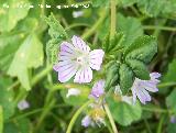 Malva enana - Malva neglecta. Jan