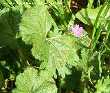 Malva enana - Malva neglecta. Navas de San Juan