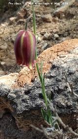 Meleagria - Fritillaria hispanica. La Hueta - Orcera