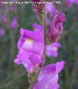 Boca de dragn - Antirrhinum majus. Alcaudete