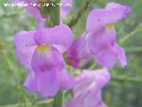 Boca de dragn - Antirrhinum majus. Navas de San Juan