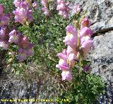 Boca de dragn - Antirrhinum majus. Jan