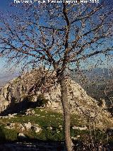 Arbolillo de la Pea. 