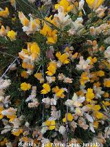 Piorno blanco - Echinospartum boissieri. Flores. Cerrajn - Los Villares