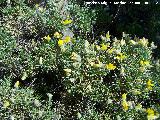 Piorno blanco - Echinospartum boissieri. Majadillas - Valdepeas de Jan