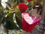 Buganvilla - Bougainvillea glabra. Buganvilla roja. Los Villares