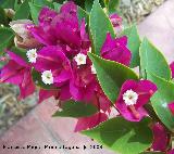 Buganvilla - Bougainvillea glabra. Benalmdena