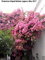 Buganvilla - Bougainvillea glabra. Crdoba