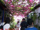 Buganvilla - Bougainvillea glabra. Crdoba