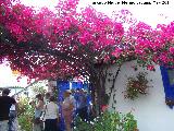 Buganvilla - Bougainvillea glabra. Crdoba