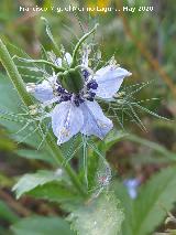 Ara�uela - Nigella damascena. Cerro Toledo - Los Villares