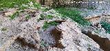 Cueva de las Grajas. Gours