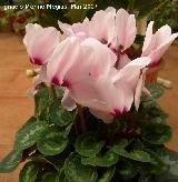 Ciclamen - Cyclamen persicum. Navas de San Juan