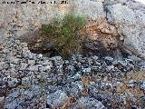 Aprisco del Abrigo de la Serrezuela. 