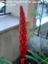 Cactus Aloe candelabro - Aloe arborescens. Navas de San Juan