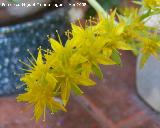 Sedum - Sedum palmeri. Navas de San Juan