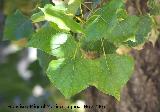 lamo negro - Populus nigra. Crdoba