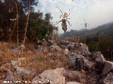 Araa tigre - Argiope lobata pallas. Caada Real de Los Villares a la Guardia