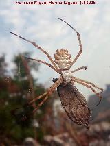 Araa tigre - Argiope lobata pallas. Caada Real de Los Villares a la Guardia