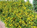 Bandera espaola - Lantana camara. Benalmdena