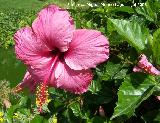 Rosa de China - Hibiscus rosa-sinensis. Benalmdena