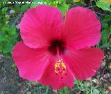 Rosa de China - Hibiscus rosa-sinensis. Benalmdena