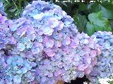 Hortensia - Hydrangea macrophylla. Crdoba