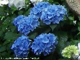 Hortensia - Hydrangea macrophylla. Crdoba