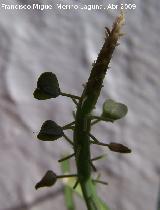 Nazareno - Muscari botryoides. Navas de San Juan