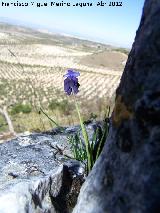 Nazareno - Muscari botryoides. Pea Grajera - Mancha Real