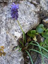 Nazareno - Muscari botryoides. Pea Grajera - Mancha Real