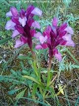 Orqudea Papilonacea - Orchis papilonacea. Llano de los Cebollares - Arquillos