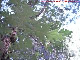 Roble melojo - Quercus pyrenaica. Cerro El Morretn - Santiago Pontones